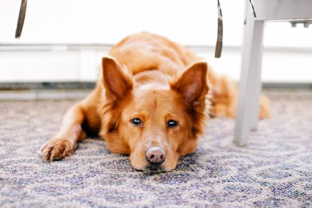 Dog domestic animal tired photo