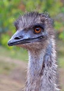 Dromaius novaehollandiae bird beak