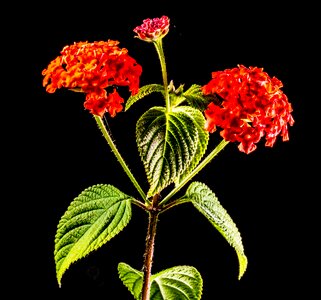 Blossom bloom red