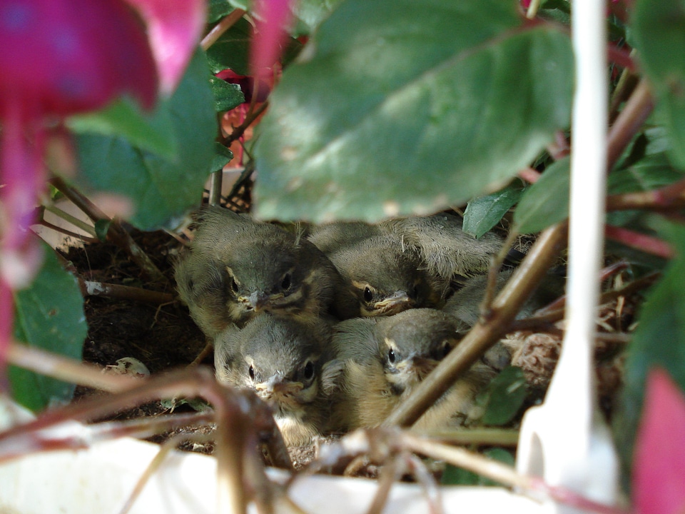 Spatzennest summer hatching