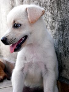 Animal dog puppy photo