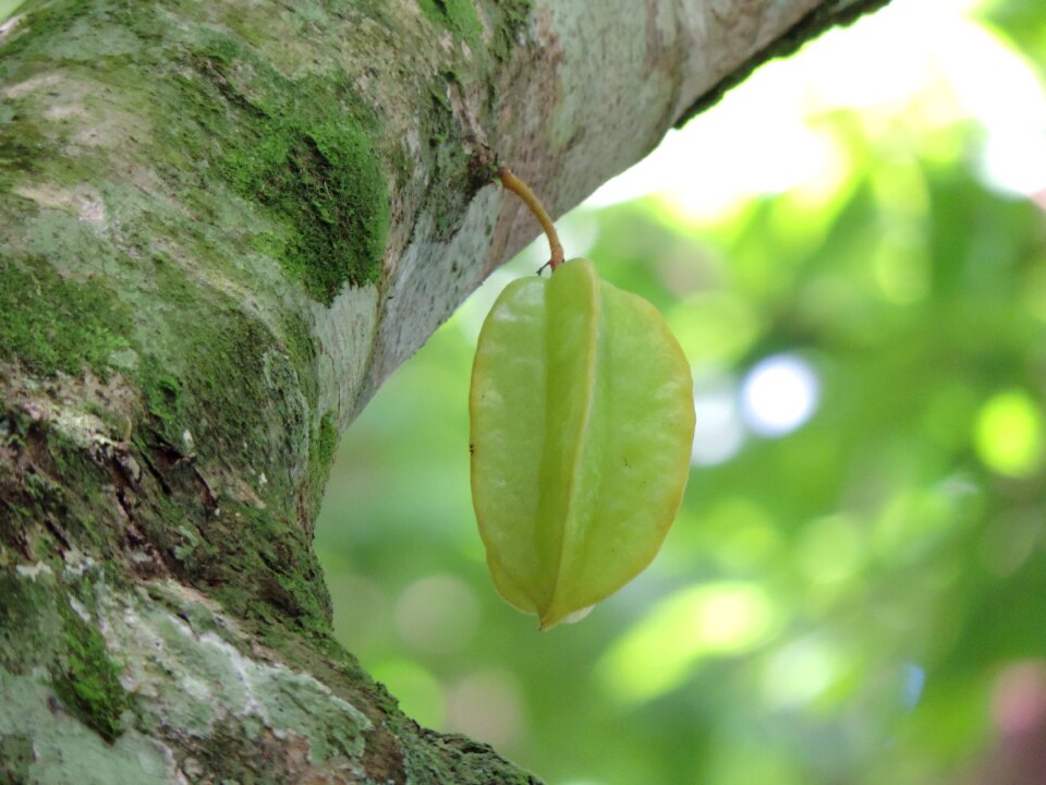 Fruit star fruit tree tree