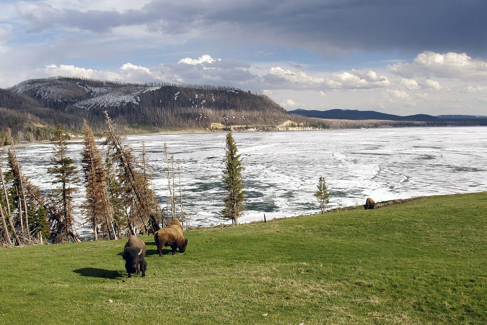 Frozen lake landscape bisons