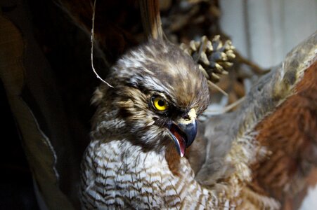Bird buzzard feather