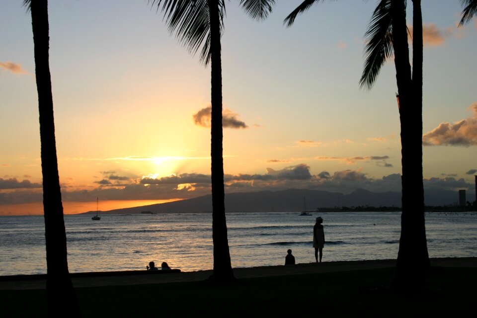 Beach evening palm trees