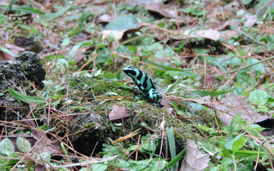 Color frog green nature photo