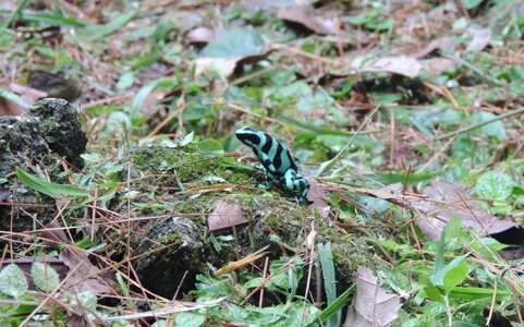 Color frog green nature