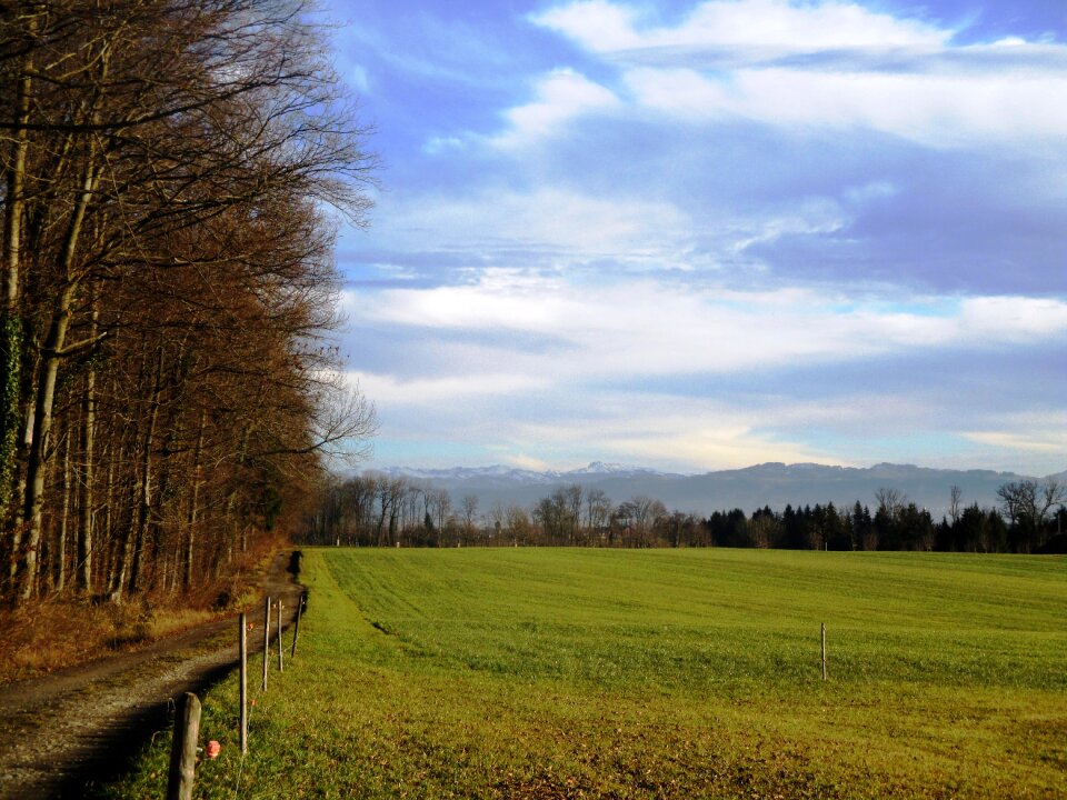 Away meadow grass