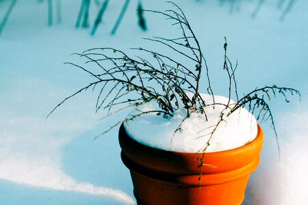 Flower pot snow winter