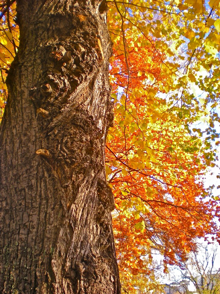 Orange yellow nature