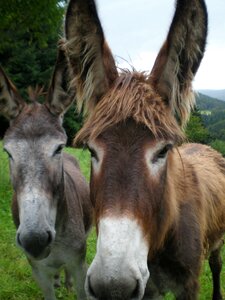 Donkey animal nature