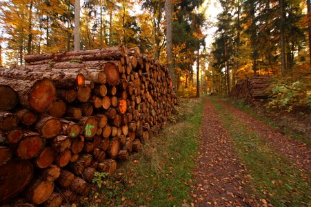 Forest forest path wood