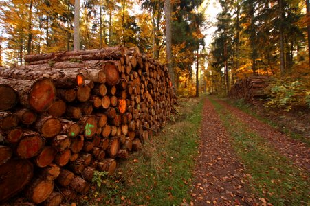 Forest forest path wood photo