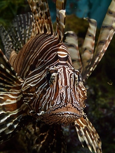 Pterois volitans pteroinae pteroini photo