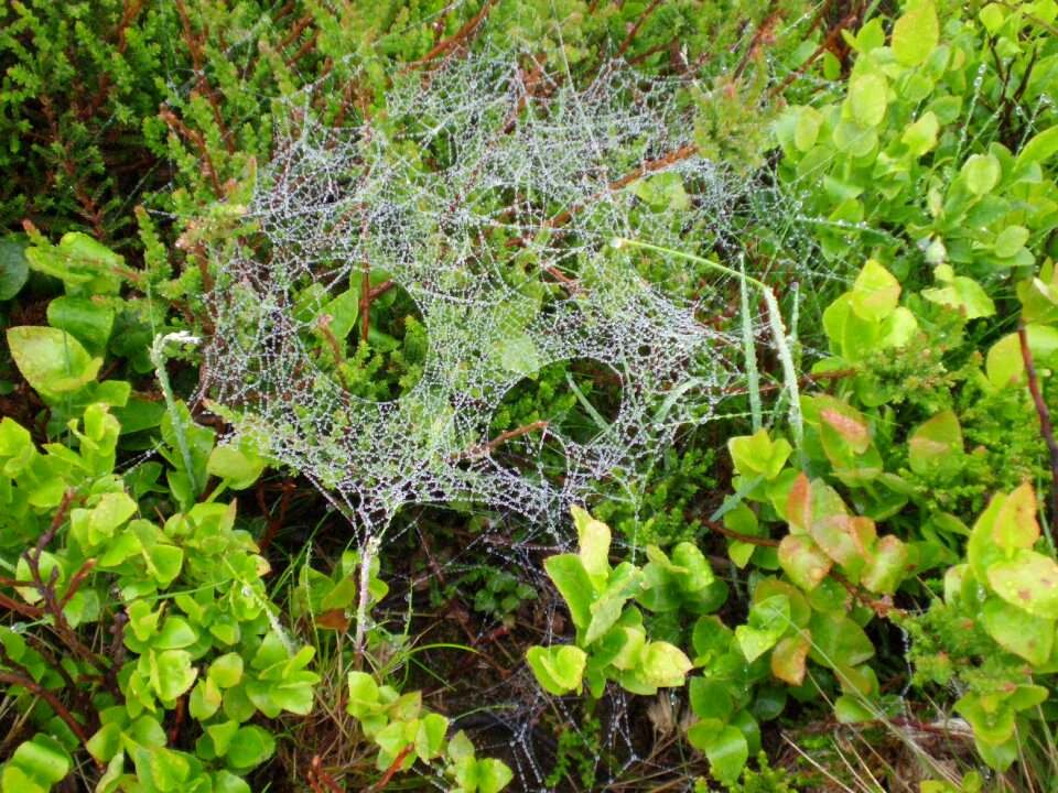 Spider webs autumn nature