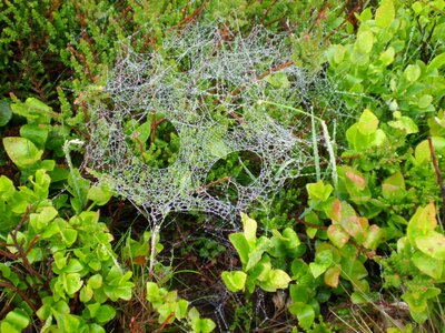 Spider webs autumn nature photo