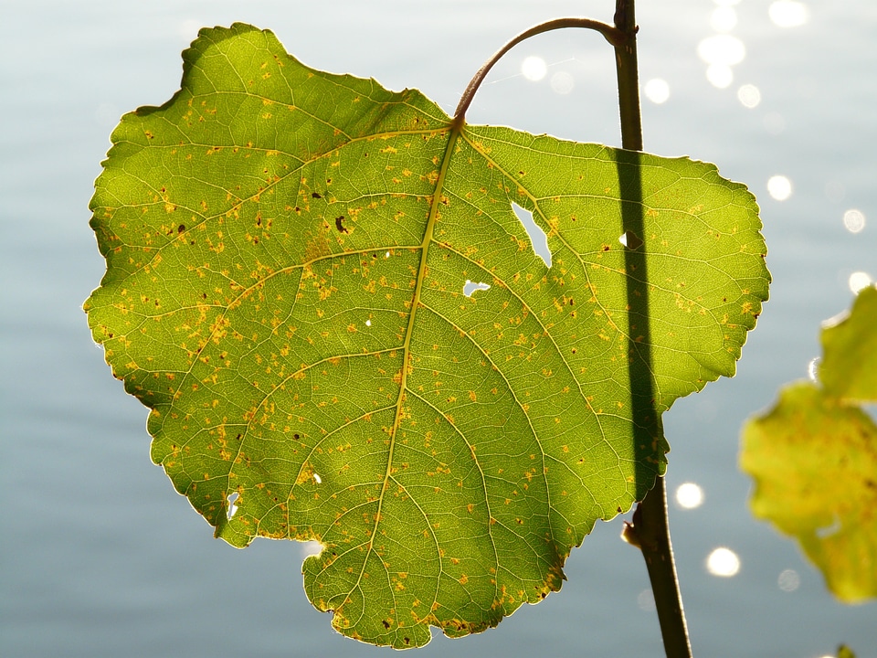 Leaf veins veins poplar