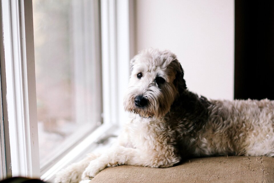 Dog domestic animal white