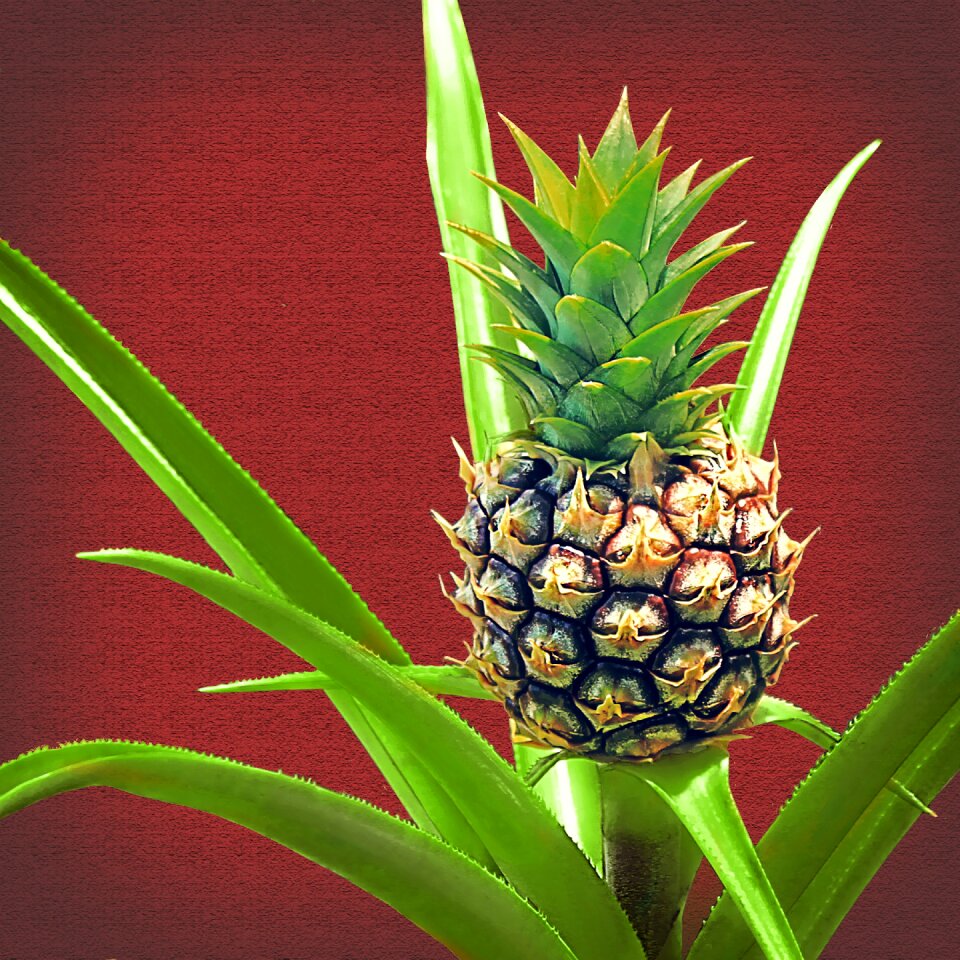 Fruit green tropic