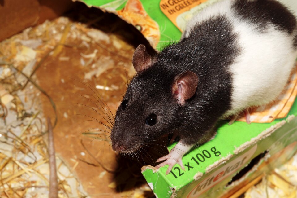 Food head nose males