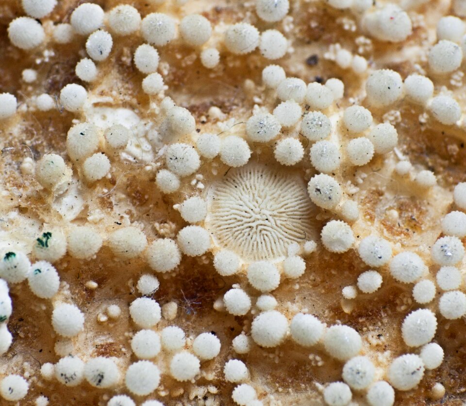 Starfish close up macro