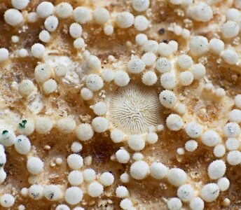 Starfish close up macro