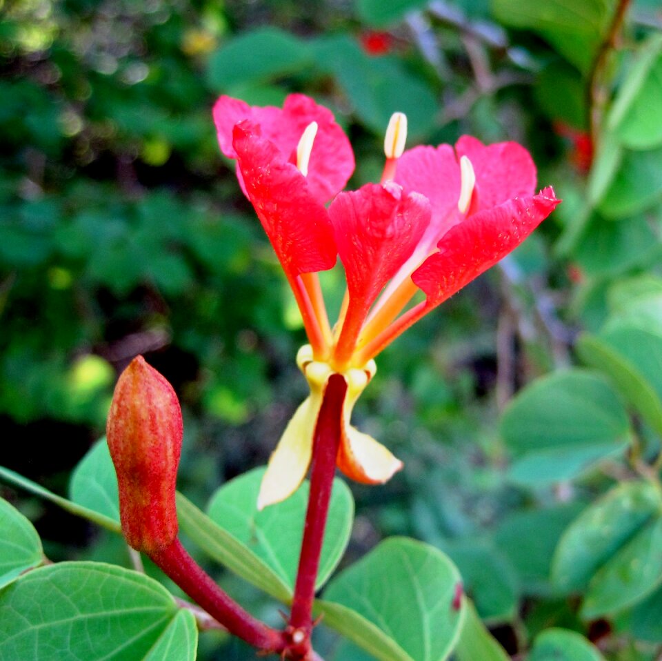 Red bright striking
