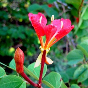 Red bright striking