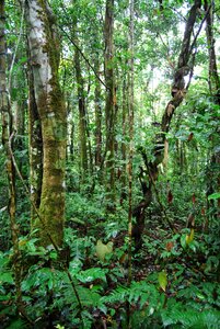 Green beauty trees