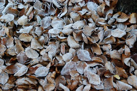Winter frost icy