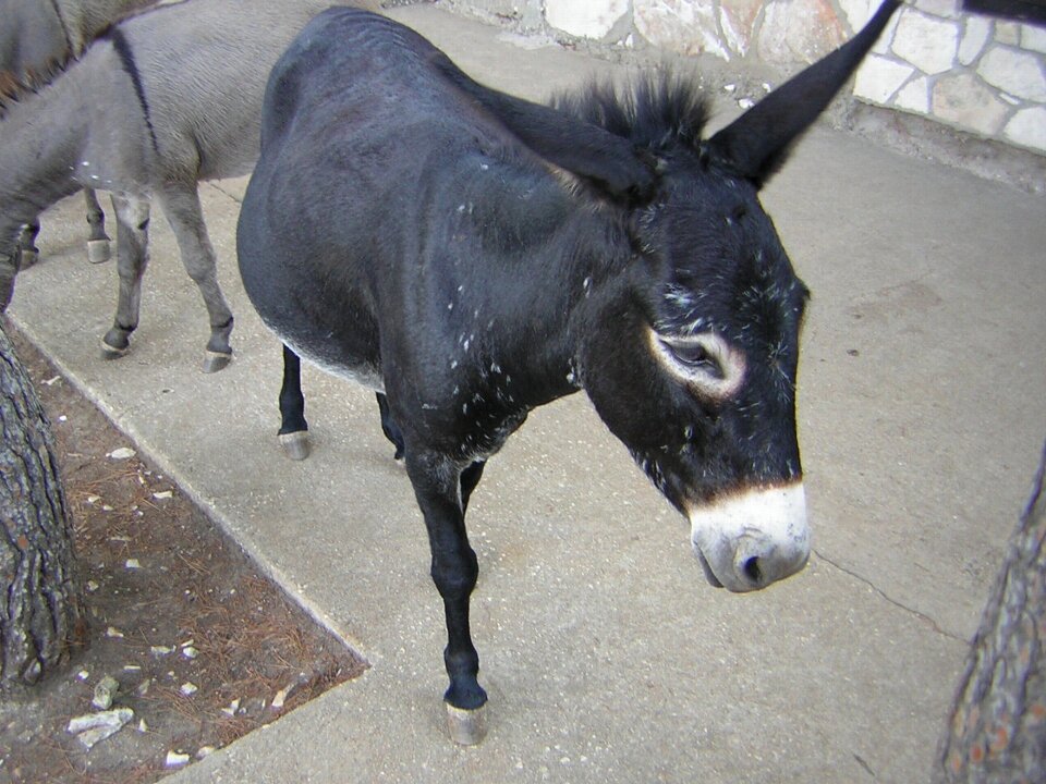 Donkey rural country life