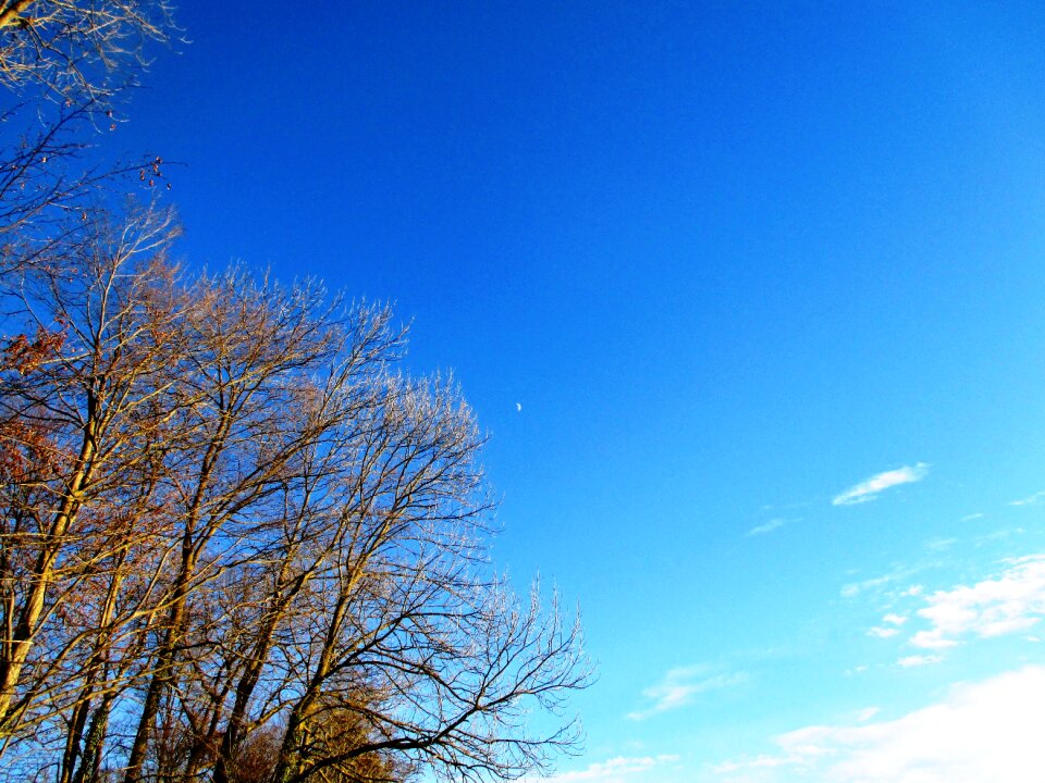 Bald trees aesthetic thurgau