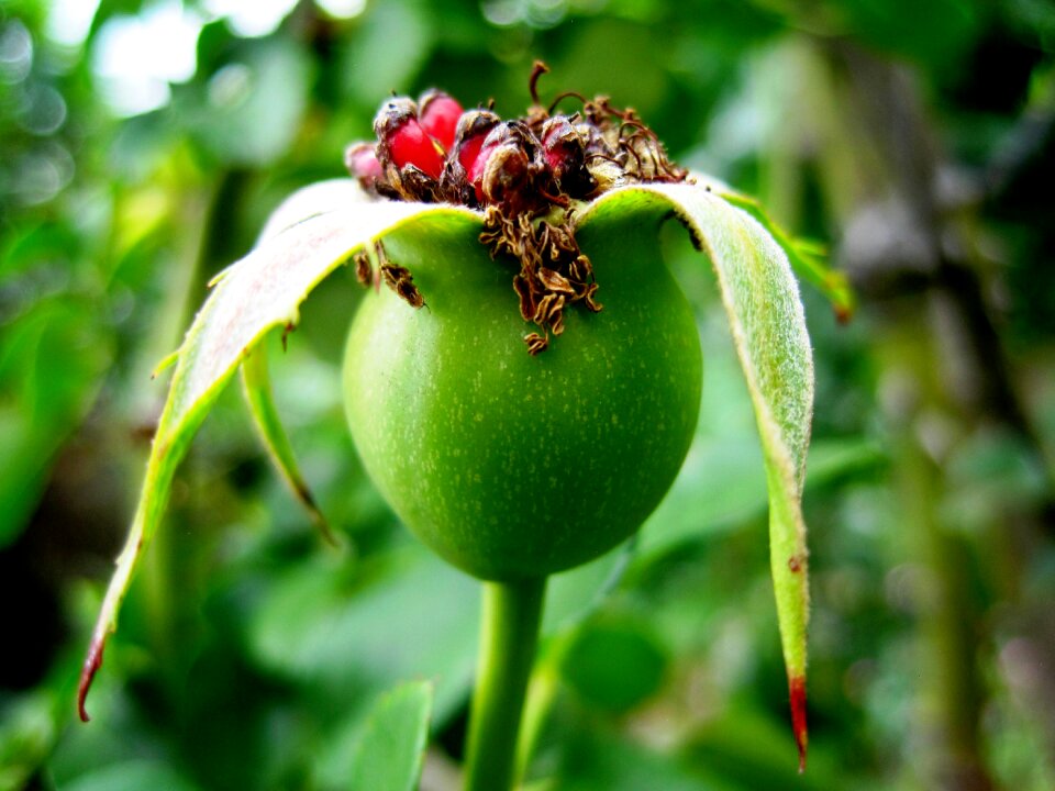 Rose apple red green