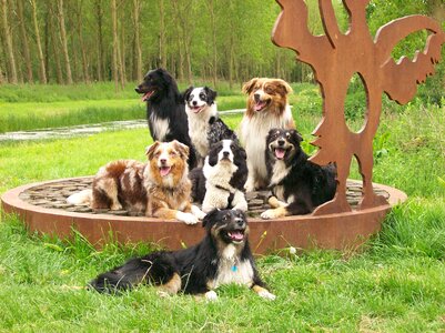 Australian sheperds forest dogs