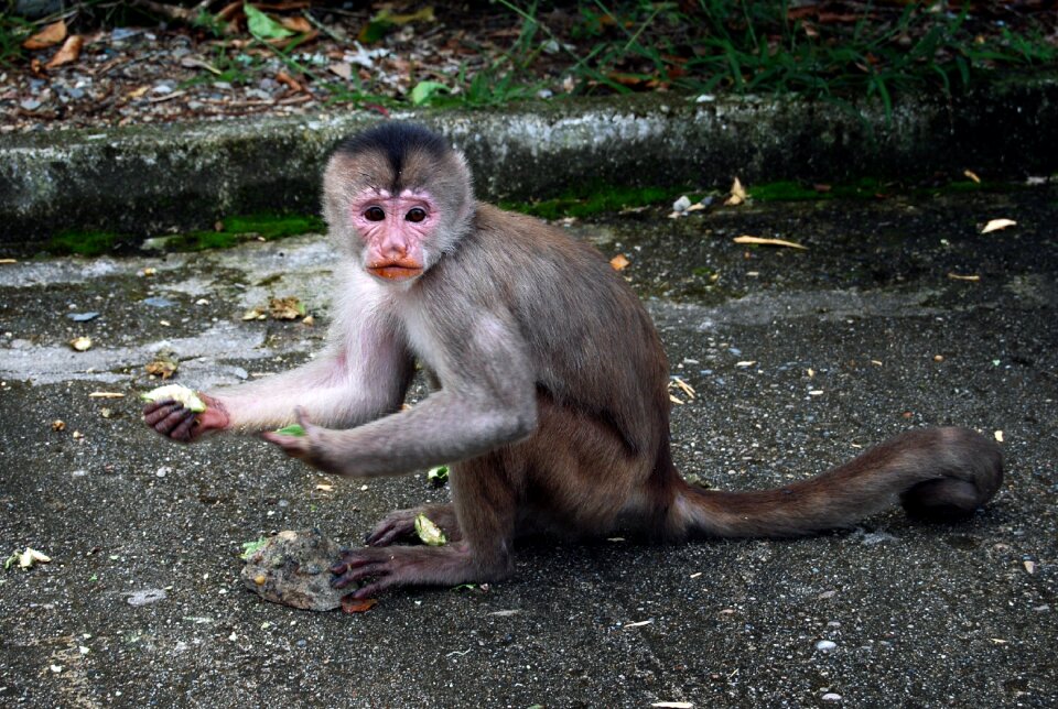 Fauna animal mammals