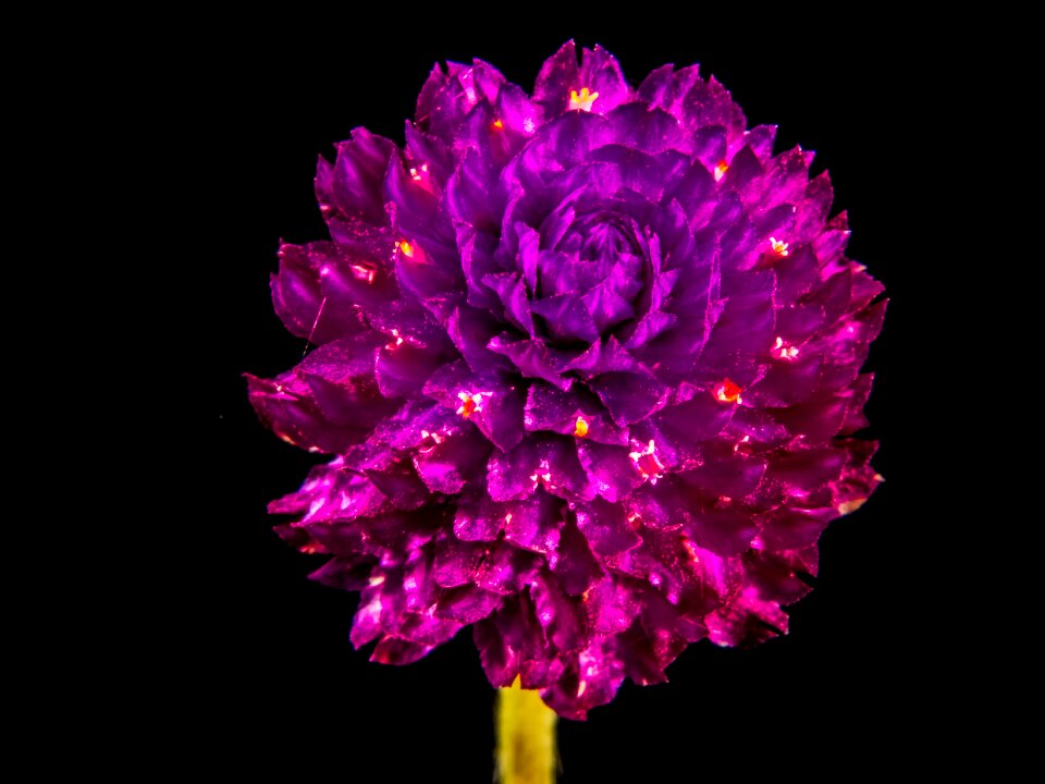 Flower blossom bloom