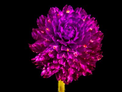 Flower blossom bloom