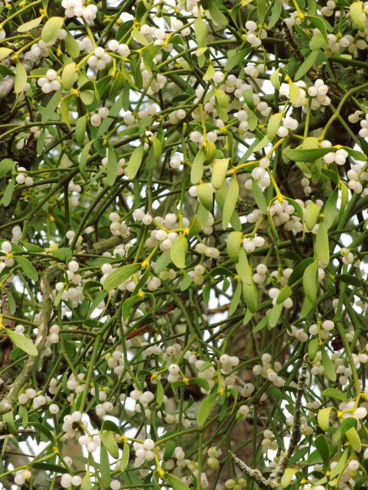 Plant medicinal plant berries