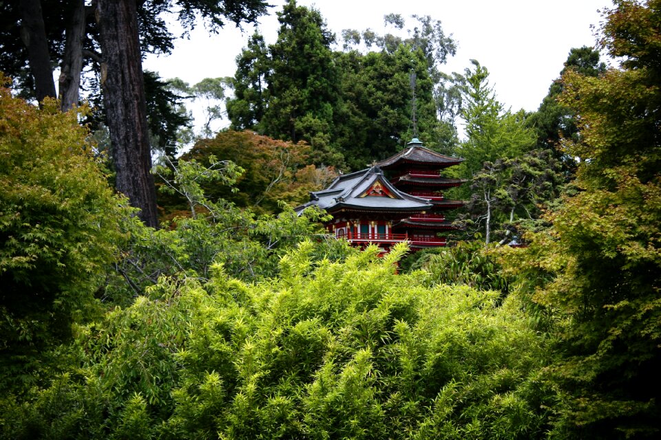 Forest japanese garden woods