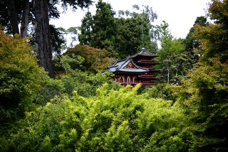 Forest japanese garden woods photo