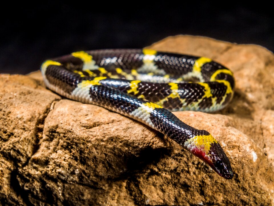 Black yellow non toxic reptile