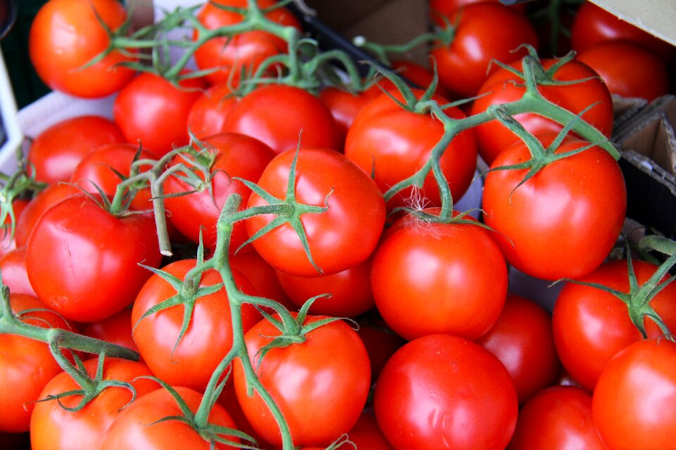 Tomato tomatoes copenhagen