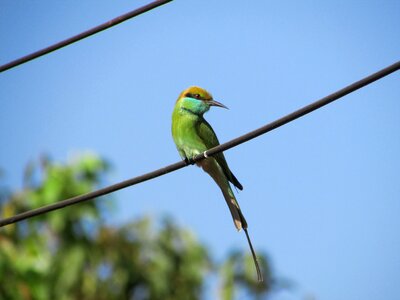 Small green exotic