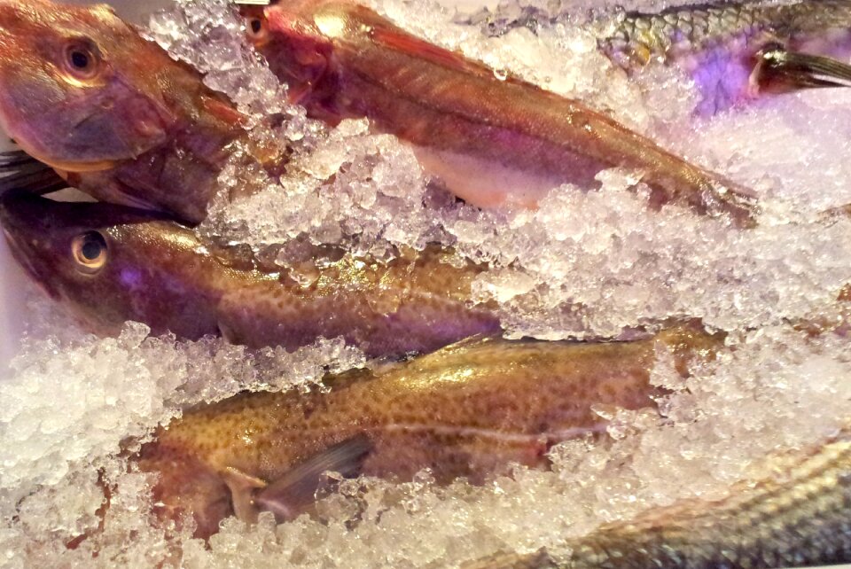 Food fishmonger sea
