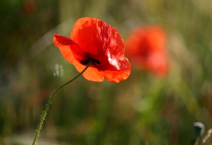 Flower nature red poppy