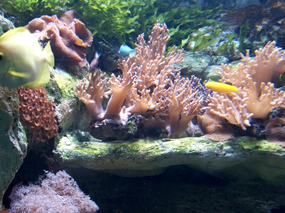 Spain tropical fish