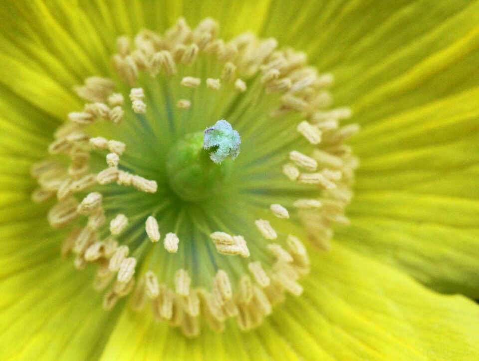 Garden flowers plant
