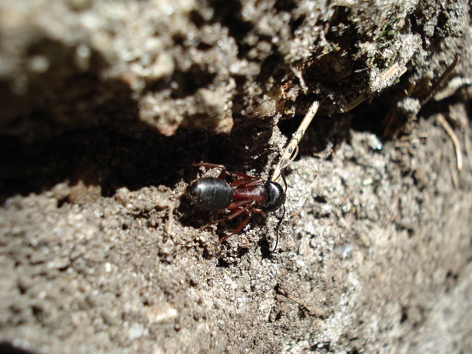 Wood ant nature forest