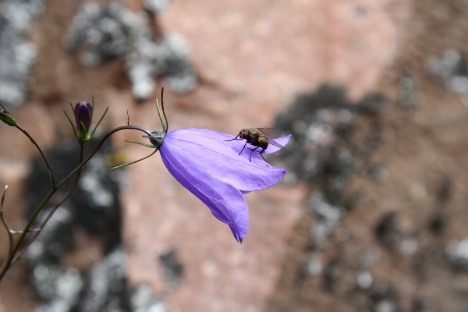 Blue pointed flower bloom