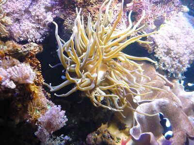 Aquarium water diving